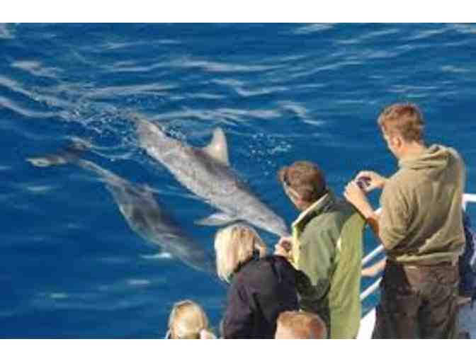 Channel Islands Dolphin Adventures - Photo 3