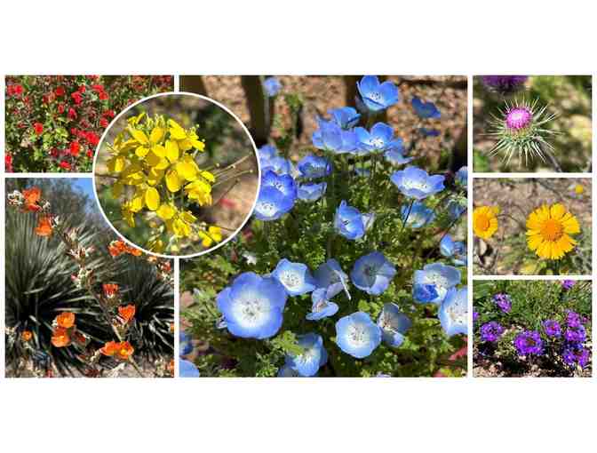 Explore Tohono Chul Gardens & Galleries with the Family - Photo 1