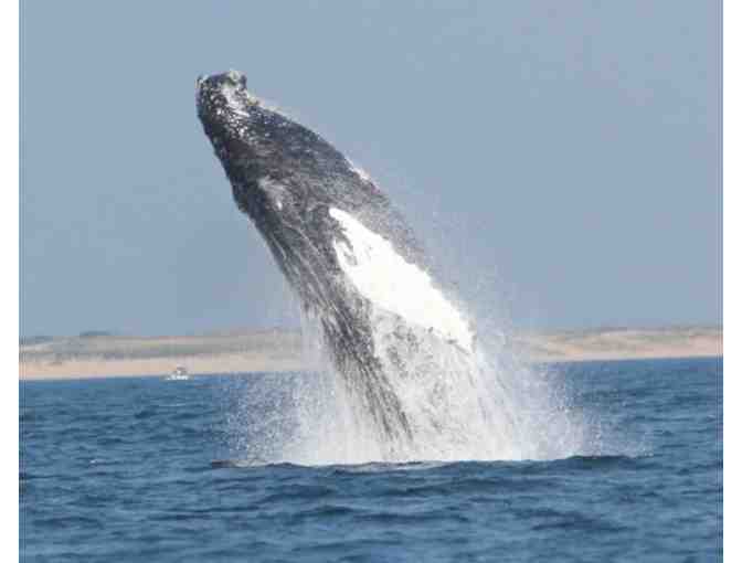 SeaSalt Charters Private Whale Watch for up to 6 people