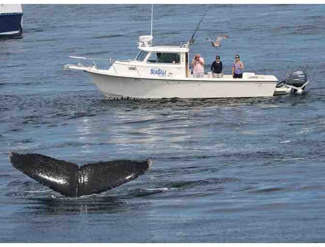 SeaSalt Charters Private Whale Watch for up to 6 people