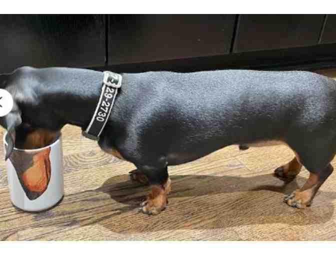 Dachshund Snout 15 oz Mug Set -- Set of TWO Mugs!