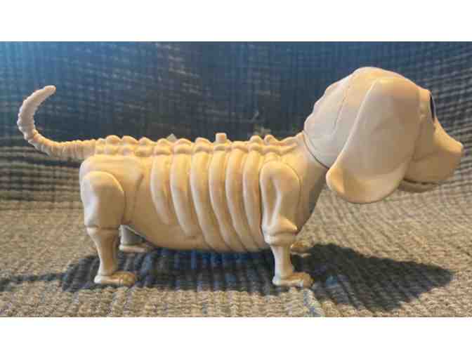 Just in time for Halloweenie! Animated Dachshund Skeleton