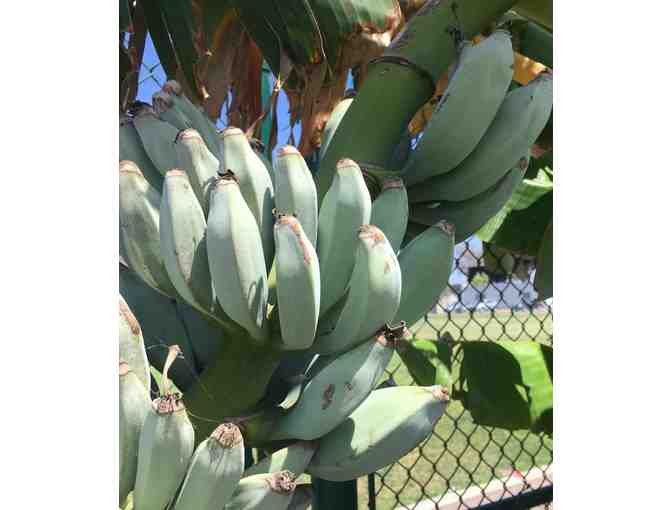 Ice Cream HARDY BANANA PLANT Tasty Fruit Tree LIVE PLANT Blue Java New