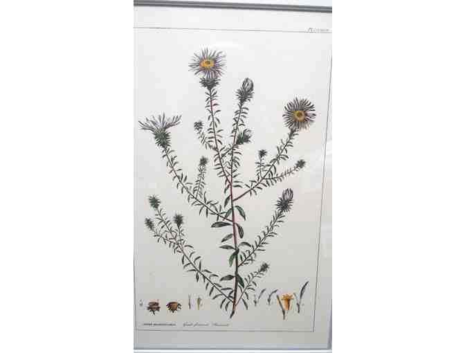 Aster Grandiflorus Botanical Color Illustration Framed Print