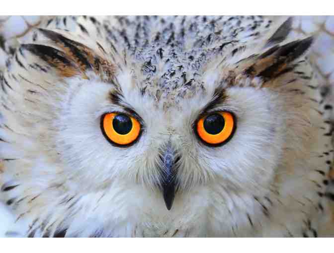 Online Course - The Wonderful World of Owls