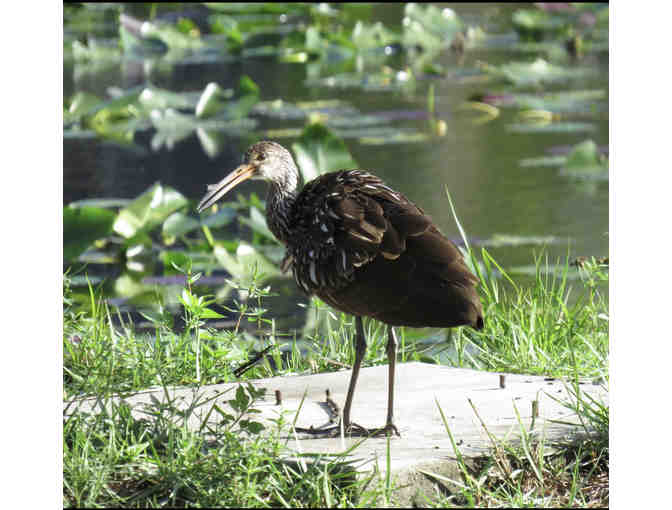 A Half day of Birding with Charlie Ewell