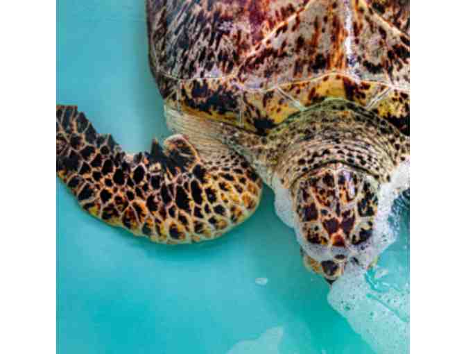 Guest Passes to Loggerhead Marinelife Center