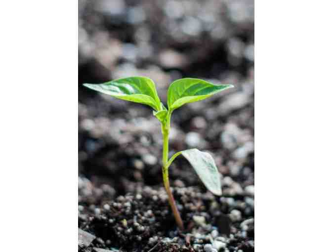 Naples Botanical Garden Guest passes