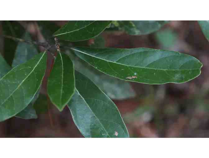 A Guided Wild Edible Tour with Harry Phillips