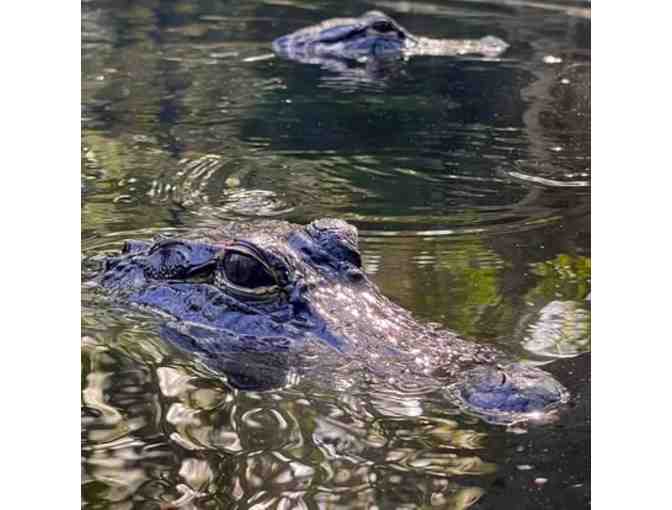 4 Guest Passes to The Wonder Gardens