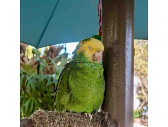 4 Guest Passes to The Wonder Gardens