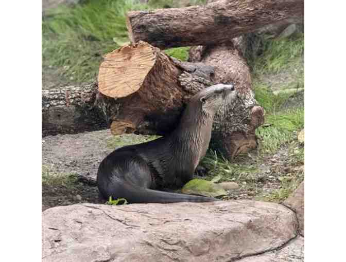 4 Guest Passes to The Wonder Gardens