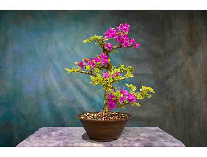 A Bonzai Tree of your choice