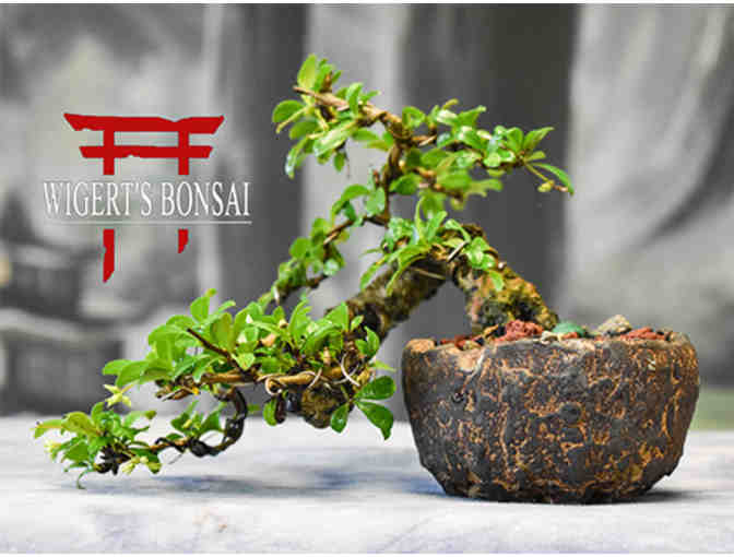 A Bonzai Tree of your choice