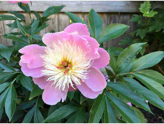 Newport Secret Garden Tour - 4 Tickets