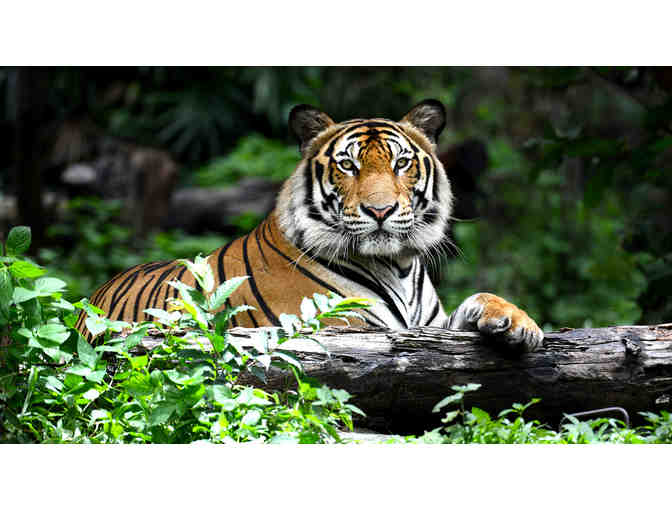 Up Close & Personal Tiger Experience in St. Genevieve Missouri with a 3-Night Stay for (2)