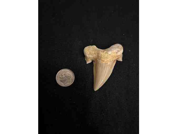 FANG: Shark TOOTH (Megalodon, Cuspids, 2 Million Years Old, Right Side) - Photo 1