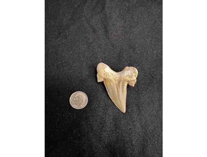 FANG: Shark TOOTH (Megalodon, Cuspids, 2 Million Years Old, Right Side) - Photo 2