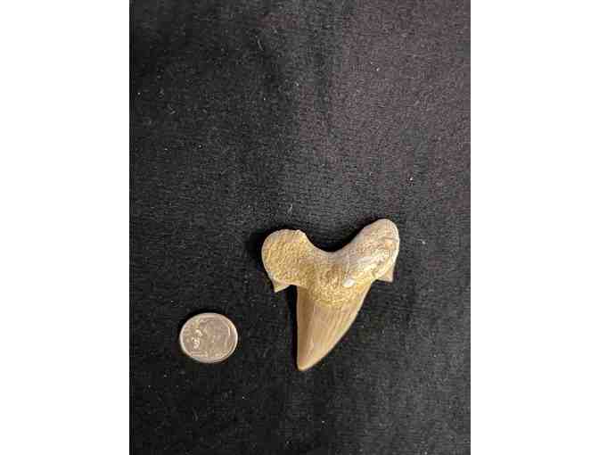 FANG: Shark TOOTH (Megalodon, Cuspids, 2 Million Years Old, Right Side) - Photo 3