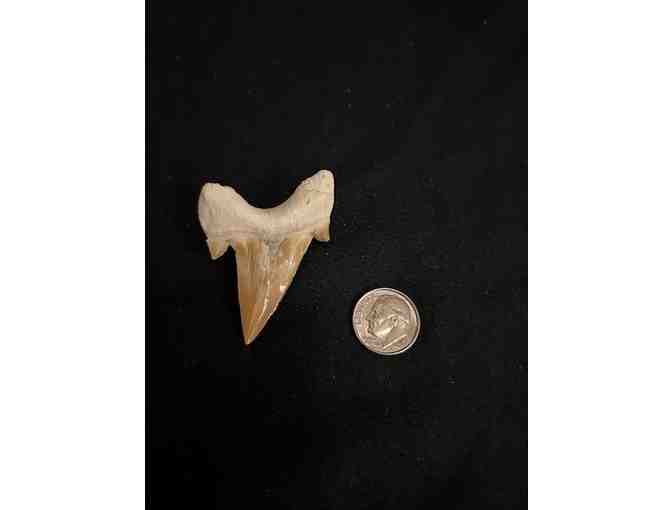 FANG: Shark TOOTH (Megalodon, Cuspids, 2 Million Years Old, Right Side) - Photo 4