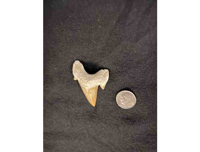 FANG: Shark TOOTH (Megalodon, Cuspids, 2 Million Years Old, Right Side) - Photo 5