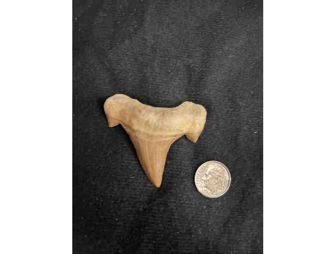 FANG: Shark TOOTH (Megalodon, Cuspids, Left Angle)