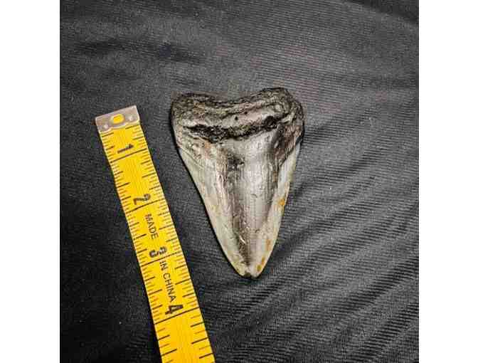 SHARK: 3.75' Megalodon Tooth (Museum Quality, Symmetry)