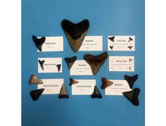 SHARK: 3.75' Megalodon Tooth (Museum Quality, Symmetry)