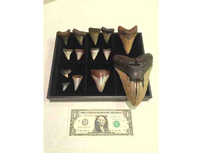 1 MEGALODON SHARK: Museum Quality, Rare Tooth (3.5', Chubutensis)