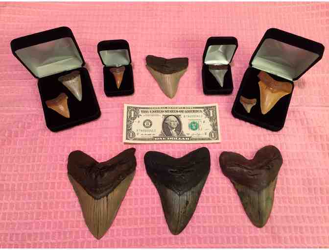 1 MEGALODON SHARK: Museum Quality, Rare Tooth (3.5', Chubutensis)