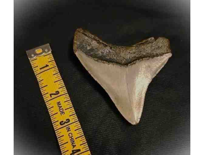 1 MEGALODON SHARK: Museum Quality, Rare Tooth (3.5', Chubutensis)