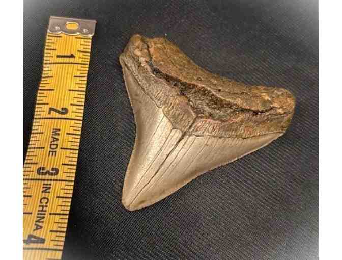 1 SHARK TOOTH: Megalodon (Museum Quality, Rare - 3.5", Chubutensis) - Photo 3