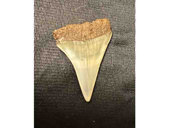 JAWS TOOTH: Shark, Great White (Museum Quality, Fossil)