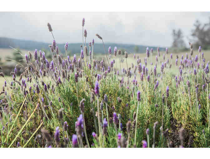 Alii Kula Lavender Culinary Gift Basket