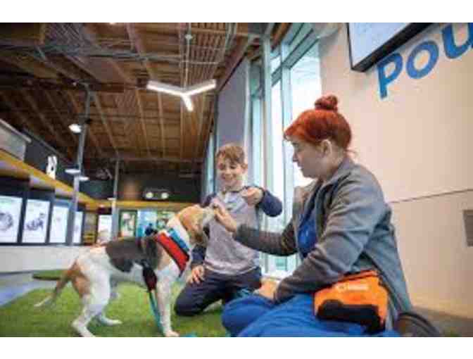 One week of camp at Wallis Annenberg Petspace Camp