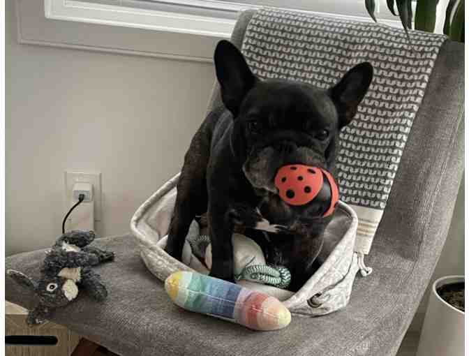 Franchi Experience - Playdate with Newt the Frenchie - Photo 2