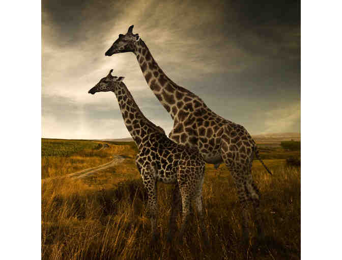 Africa Wild Wonders Photo Safari