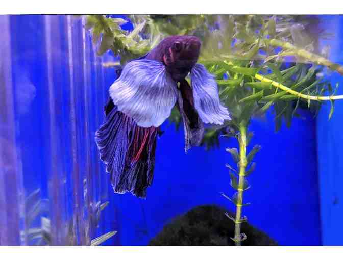 5 Gallon Aquarium with Kit