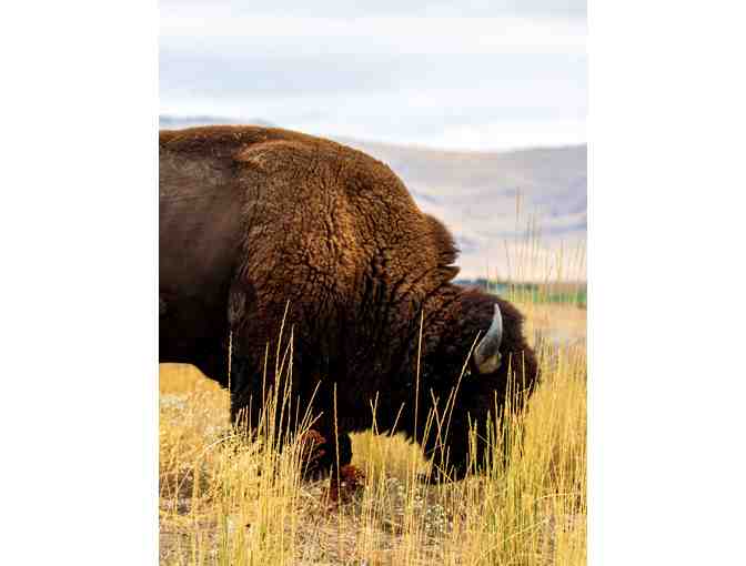 Wild Wyoming: Yellowstone National Park with 3-Night Stay for 2