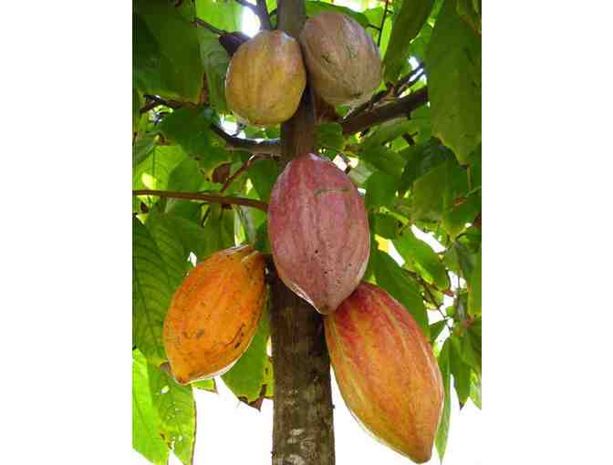 Chocolate Farm Tour for 2 Adults plus an Aloha bag of chocolate - GC #2