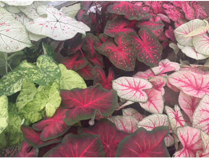 Caladium Bulbs from Bates Sons & Daughters Caladiums - Photo 1