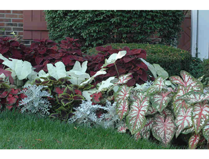 Caladium Bulbs from Bates Sons & Daughters Caladiums - Photo 2