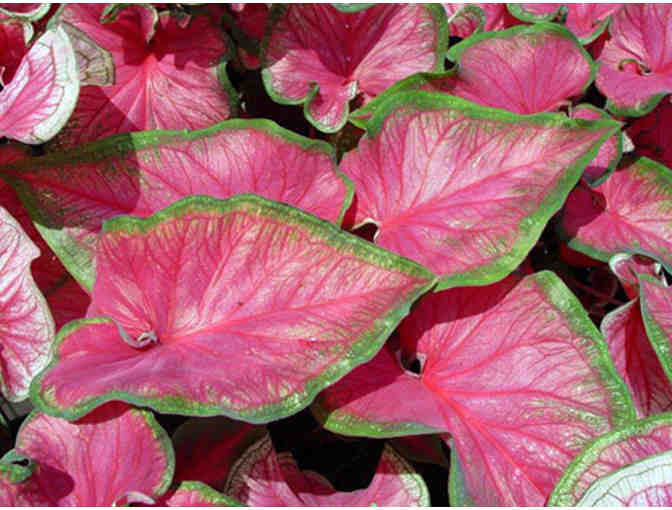 Caladium Bulbs from Bates Sons & Daughters Caladiums - Photo 3