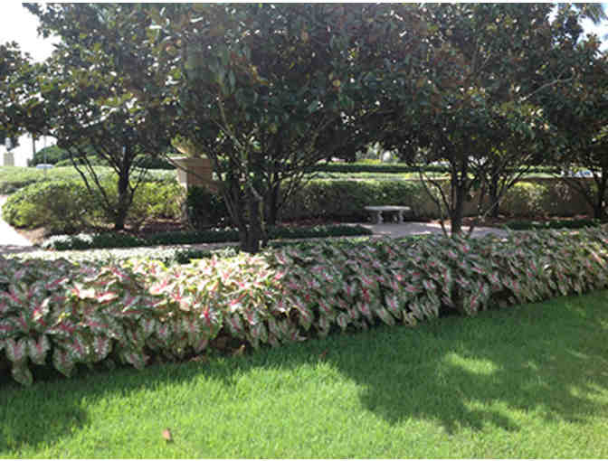 Caladium Bulbs from Bates Sons & Daughters Caladiums - Photo 4