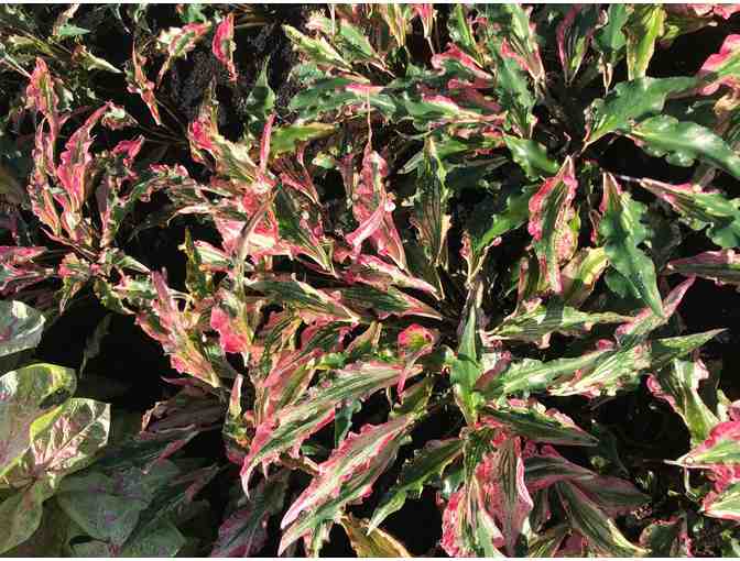 Caladium Bulbs from Bates Sons & Daughters Caladiums - Photo 5