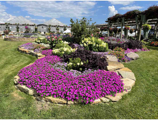 Case of Supertunia Vista Jazzberry Petunia Liners from Proven Winners