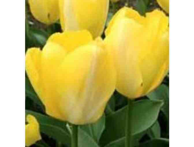 Tulip Bulbs from Holland