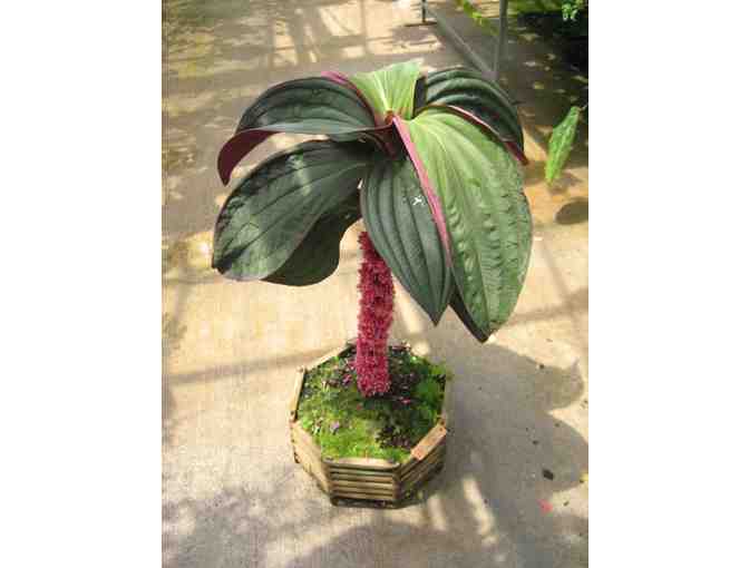 Agristarts Collection of Bold Tropical Foliage Plants for Municipal Containers