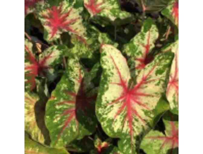 Bold Colorful Caladiums - For Baskets, Containers, or Flower Beds