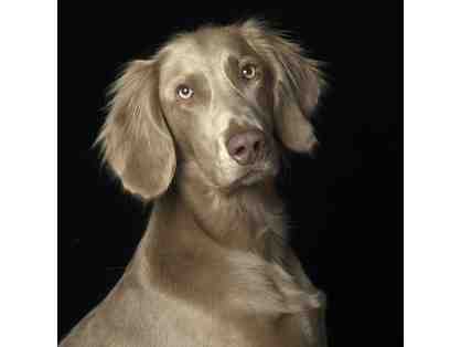 Custom Pet Portrait Photo Session with Val Schaff